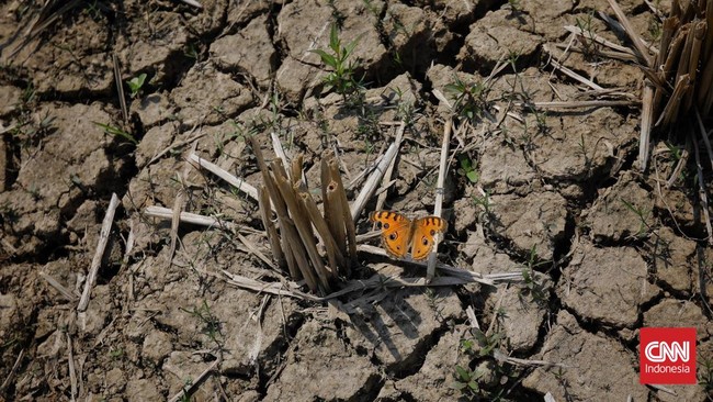 Daftar Lengkap Daerah Pemegang Rekor ‘Jarang Mandi’ Imbas El Nino