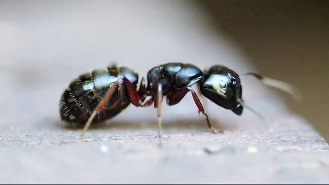 7 Cara Alami Usir Semut dari Rumah, Dijamin Enggak Balik Lagi