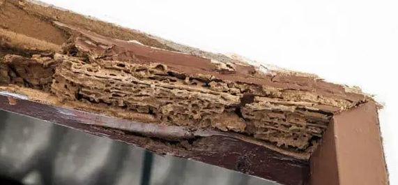 Jasa Anti Rayap untuk Perlindungan Bangunan yang Lebih Aman